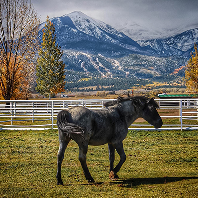 Nokota horses