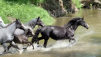 Nokota® Horses
